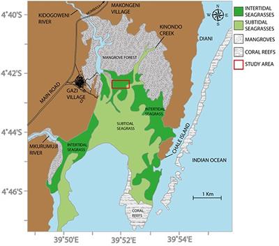 Seagrass Removal Leads to Rapid Changes in Fauna and Loss of Carbon